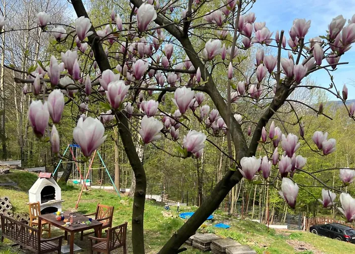 W Lesie מידז'יברודז'י ז'יוויקי